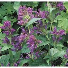 2 25 Gallon In Pot Catmint L10670 Lowes Com Winter Plants Fall Plants Summer Plants