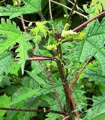 Image result for Girardinia