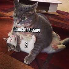 кошка :: доминирование :: сонный паралич / смешные картинки и другие  приколы: комиксы, гиф анимация, видео, лучший интеллектуальный юмор.