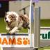 Flyball