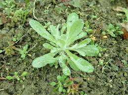 Image result for Pseudognaphalium luteo-album