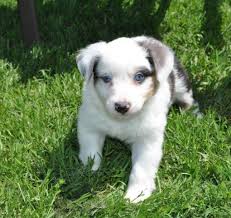 Check spelling or type a new query. Asdr Registered Blue Merle Mini Australian Shepherd Puppy For Sale In Houston Texas Classified Americanlisted Com