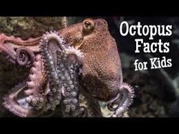 Ocean Videos For Kids That Are Perfect For Your Study Of The Ocean In Kindergarten And First Grade Learn A Octopus Facts Facts For Kids Ocean Animals For Kids