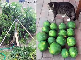 Saving Fallen Papaya Tree Q Hope There Is Help For My Beautiful Amazing Papaya Tree There Where A Loooo Papaya Plant Fast Growing Shade Trees Fragrant Plant