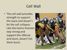 Animal cell analogy to football team. Cell Analogies Football Ppt Video Online Download
