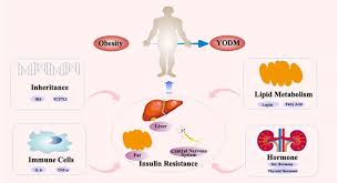 Frontiers | Reassessing type 2 diabetes in adolescents and its management  strategies based on insulin resistance