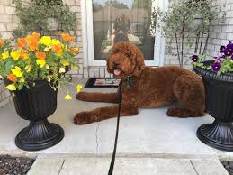 Hypoglycemia or hip dysplasia, so you could react as fast as it is possible. Araeah S Red Standard Poodles