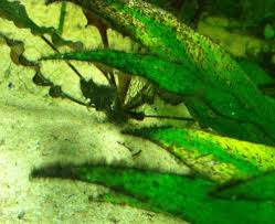 Black Furry Algae In Fish Tank Brush Algae Black Beard Or Black Brush Algae Everything Aquatic Black Beards Aquascape Fish Tank