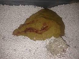 A warm slightly acidic solution is passed through. My Cat S Poop Has Blood In It Lately He S Had Loose Stools For About 2 Weeks Now Which Was When He Was Dewormed I Started Him On Petcoach