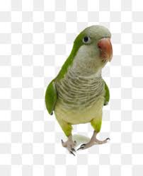 perico descarga gratuita de png loros de nueva guinea aves clip art parrot en vuelo png imagenes predisenadas imagen png imagen transparente descarga gratuita perico descarga gratuita de png loros