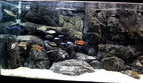 3d Background Aquarium Backgrounds Fish Aquarium Decorations African Cichlid Aquarium