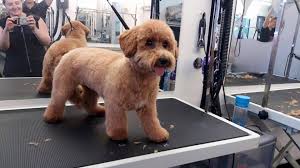 Goldendoodle grooming timberidge goldendoodles 31 dog grooming styles and trims playbarkrun about doodles the top 3 labradoodle haircut styles for 2019 the dog how to give your dog a teddy bear cut dog grooming tutorial image result for goldendoodle teddy bear cut milo sage. Platinum Dog Grooming Added A New Platinum Dog Grooming