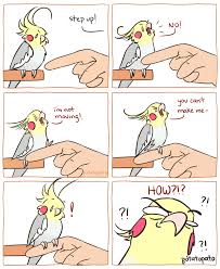 Hilarious Cockatiel Comics By Potatopato Funny Parrots Funny Comics Funny Animal Memes
