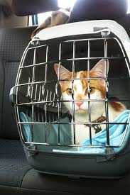 Need tips or help on making it work as you travel or just stay in one all i can really tell you is that i know two people that live in vans with cats and both do fine. 9 Tips For Transporting Cats In Cars Moving Long Distance With Cats Cat Travel Cats Cat Training