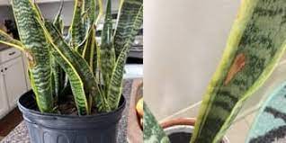Read our best soil article to understand what the best soil mix is for your succulents. What Causes Brown Spots On Snake Plant And How To Fix It Garden For Indoor