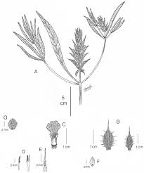 Image result for Blepharis dunensis