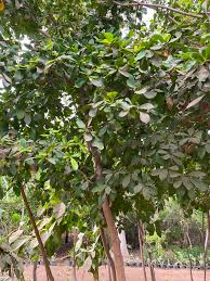 Image result for Terminalia boivinii