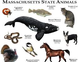 Georgia State Animals Poster Print Etsy Animals Tabby Cat Animal Posters
