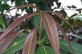 Check spelling or type a new query. Ini 5 Manfaat Daun Mangga Bagi Kesehatan Apa Saja