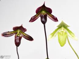 Image result for Paphiopedilum