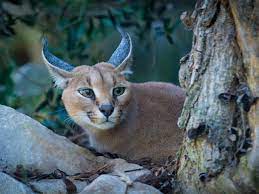See full list on exoticanimalsforsale.net The Enigmatic Caracal Is In Line To Become India S Second Wild Cat Species To Go Extinct The Enigmatic Caracal The Economic Times