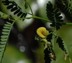 Image result for Aeschynomene sensitiva