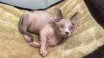 Purrxotics Sphynx, Elf, Bambino and Dwelf Kittens For Sale