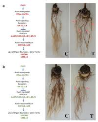 Ijms Special Issue Environmental Stress And Plants