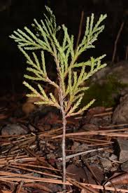 Image result for Calocedrus decurrens