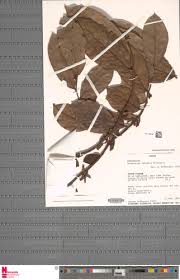 Image result for isolona lebrunii