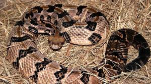 Watch The Six Venomous Snakes In North Carolina Snake Snake Venom North Carolina