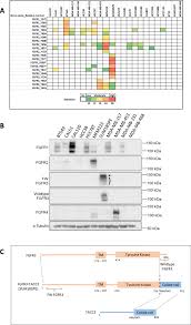 Cancer australia administers several grants programs, providing support for cancer research, cancer clinical trials and cancer support networks. Fgfr3 Signaling And Function In Triple Negative Breast Cancer Cell Communication And Signaling Full Text