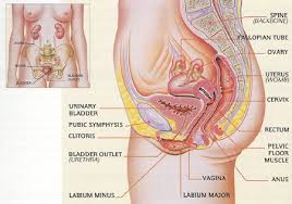 Related online courses on physioplus. Pelvic Anatomy 2 Muscoloskeletal Portfolio