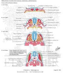 Paired, segmented masses of mesenchyme located on either side of the developing spinal cord (neural tube). Differentiation Of Somites Into Myotomes Sclerotomes And Dermatomes