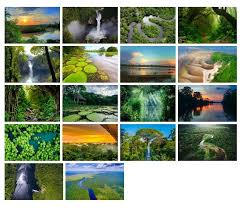 Check spelling or type a new query. Amazon Rainforest Theme For Windows 10 Download Pureinfotech