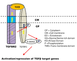 Tgfbr2 Transforming Growth Factor Beta Receptor Ii 70 80kda