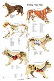 Cat Internal Anatomy Poster 24 X 36 Cat Anatomy Feline Anatomy Vet Medicine