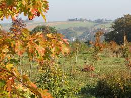 Er beherbergt einzelstammgehölze und wurde seit 1997 um nordamerikanische waldformationen stark erweitert. Im Forstbotanischen Garten Tharandt Mapio Net