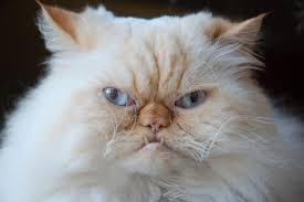 Rawatan awal untuk kucing yang kemalangan | kemalangan bagi haiwan kesayangan seperti anjing dan kucing biasa berlaku lebih lebih lagi, jika kucing yang berada di kawasan bandar, perumahan atau perindustrian. Punca Punca Bulu Kucing Anda Gugur Iluminasi