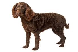 This breed is the smallest of the sporting dog group but has a solid and compact body. Sporting Group American Kennel Club