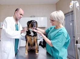 Addresses, phone numbers or websites. Top Veterinarians In Belgaum Best Veterinary Doctors Book Appointment Online Justdial
