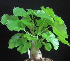 Image result for Ipomoea albivenia