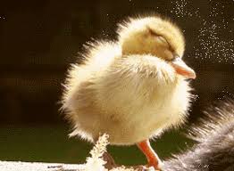 14 animals who ve got a pretty sweet deal going on animals cute animals wild animals photography