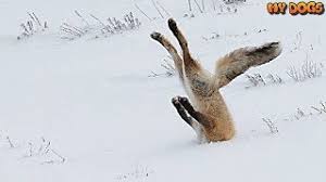 Vul de kortingscode in de winkelwagen in. Deze Dieren Genieten Van De Sneeuw Droomplekken Nl