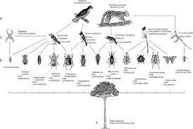 A hindgut fermenter like a rabbit have a long cecum in which microorganisms break down cellulose like grasses after food pass by the stomach. Foregut Fermentation An Overview Sciencedirect Topics