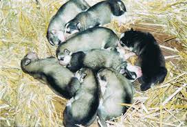 Abfindungen können auch dann gezahlt werden, wenn. Welpenaufzucht Tierratgeber Canosan Canosan