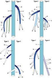 The popliteal vein follows the direction of the popliteal artery and is. Anatomical Study Of The Gastrocnemius Venous Network And Proposal For A Classification Of The Veins Sciencedirect