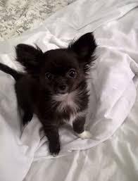 Pin By Mrzylh On Puppies Chihuahua Puppies Chihuahua Cute Chihuahua