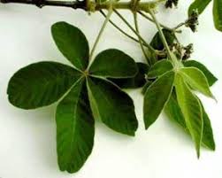 Image result for Vitex payos