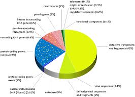 Sandwalk Whats In Your Genome The Pie Chart